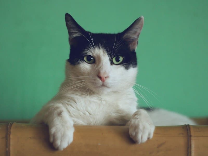 Understanding Cat Behavior: Decoding Your Feline Friend