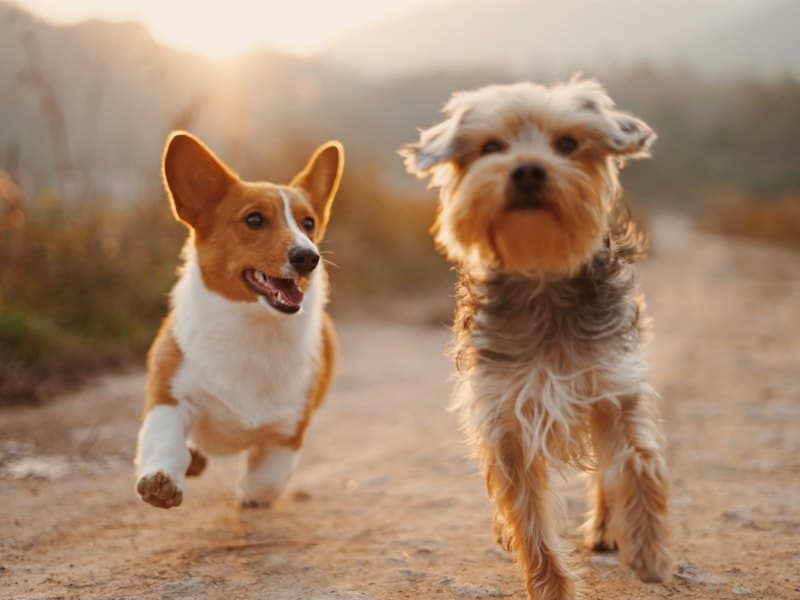 Nutritional Needs of Senior Pets: Adapting Diet for Aging Animals