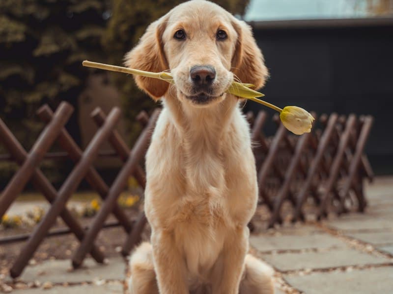 Essential Pet Care Tips for New Dog Owners