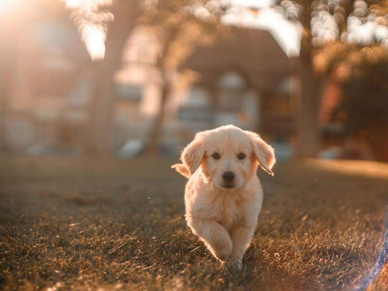 Recognizing Signs of Illness in Pets: When to Call the Vet