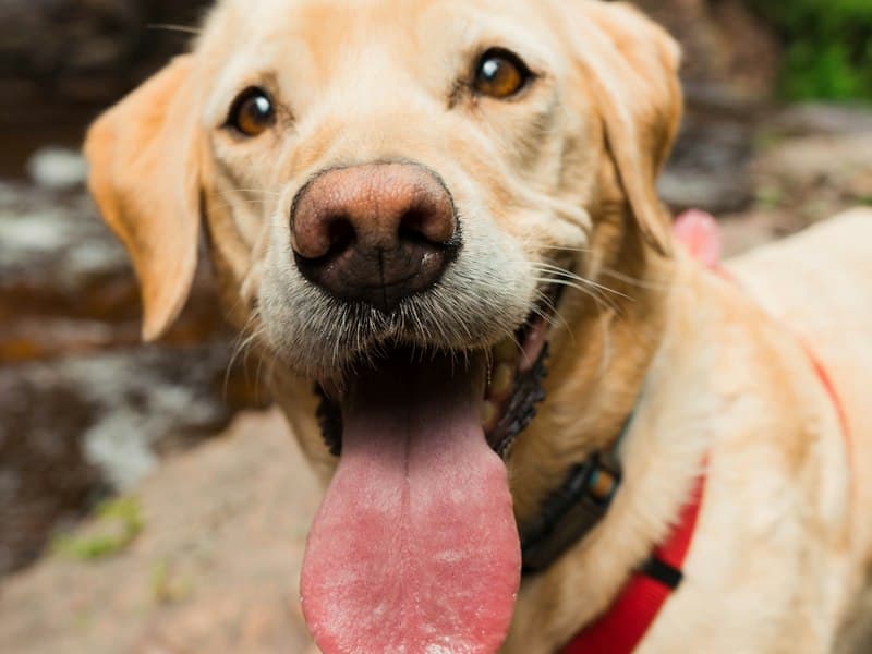 Positive Reinforcement Training: Building Trust with Your Dog