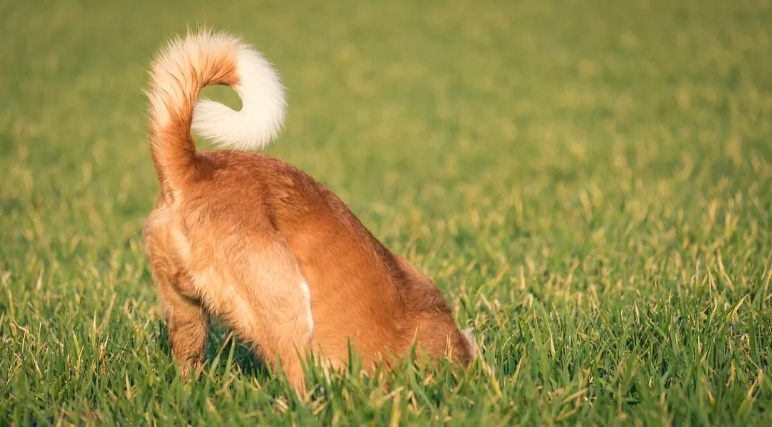 The Meaning behind the Tail: The Importance of Tails in Dogs